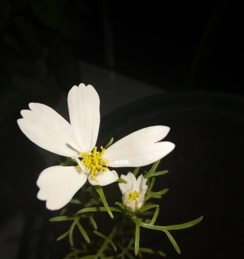 黑色波斯菊花语代表什么含义？