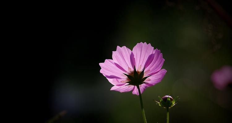 黑色波斯菊花语代表什么含义？
