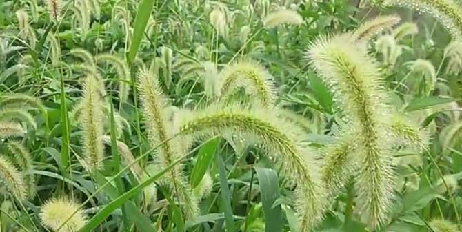 狗可以吃哪些草？哪些草对狗狗的身体有益？