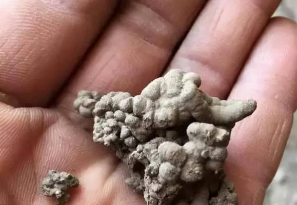 狗粪晒干后能用作肥料吗？如何正确处理和使用？
