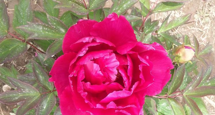 红牡丹花花语是什么？如何正确解读红牡丹的含义？