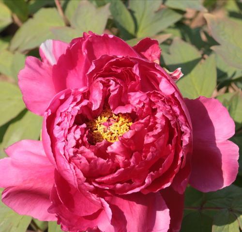 红牡丹花花语是什么？如何正确解读红牡丹的含义？