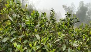 狗牯脑茶属于什么茶？它有什么独特之处？