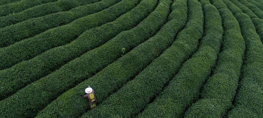 狗牯脑茶属于什么茶？它有什么独特之处？