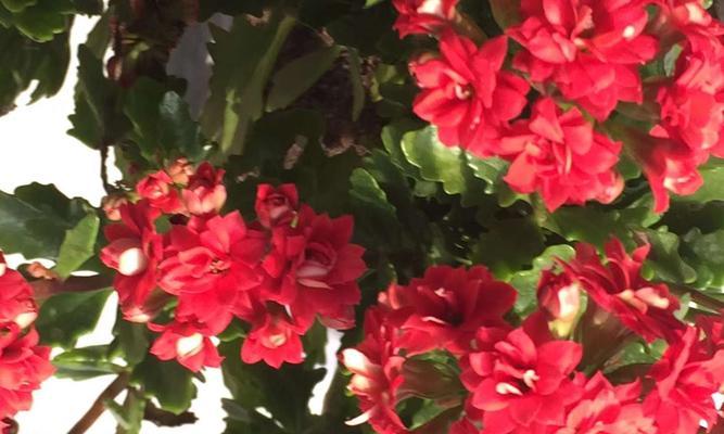 红色长寿花代表什么？花语有哪些含义？