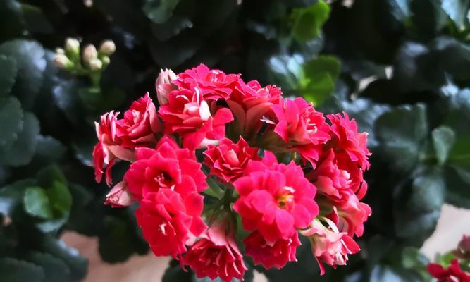 红色长寿花代表什么？花语有哪些含义？