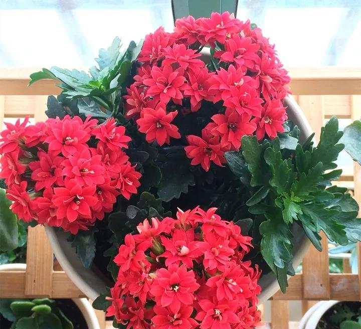 红色长寿花代表什么？花语有哪些含义？