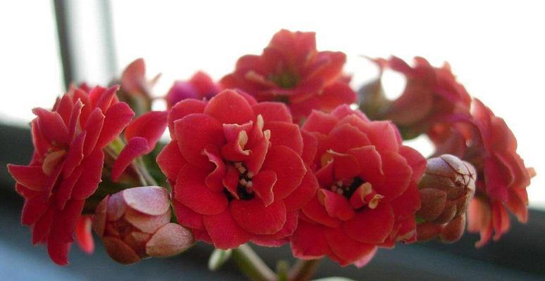 红色长寿花花语是什么？如何正确解读？
