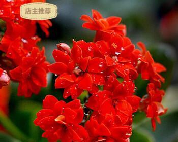 红色长寿花花语是什么？如何正确解读？