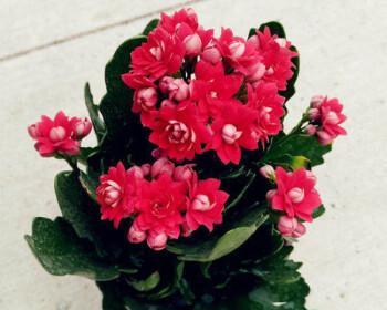 红色长寿花花语是什么？如何正确解读？
