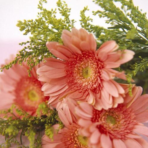 红色非洲菊的花语有哪些含义？