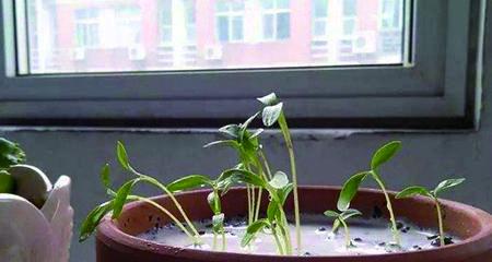 狗尿浇花对植物生长有益吗？使用方法和注意事项是什么？