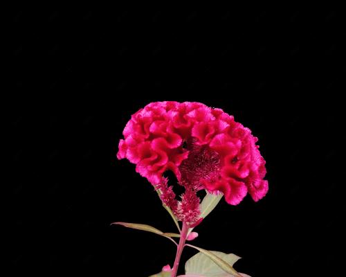 红色鸡冠花花语有哪些含义？