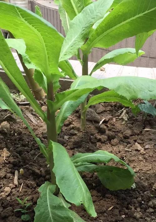 狗尿真的能用作肥料吗？使用狗尿作为肥料的正确方法是什么？