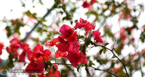红色三角梅代表什么？三角恋的花语解读是什么？