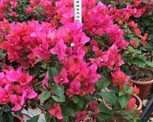 红色三角梅代表什么？三角恋的花语解读是什么？