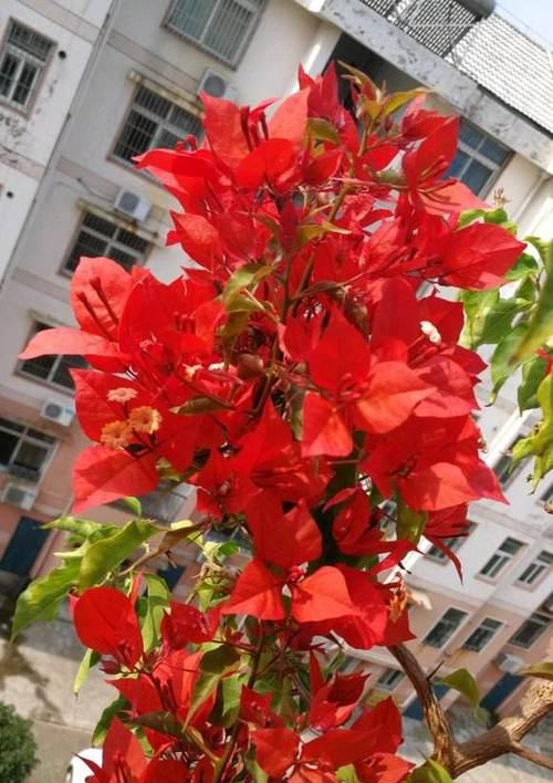 红色三角梅代表什么？三角恋的花语解读是什么？