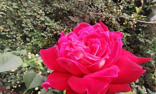 红色月季花语是什么？如何用红色月季表达爱意？