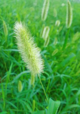狗尾巴草会开花吗？开花的样子和颜色是什么？