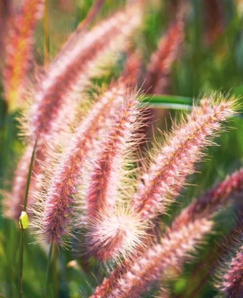 狗尾巴草会开花吗？开花的样子和颜色是什么？