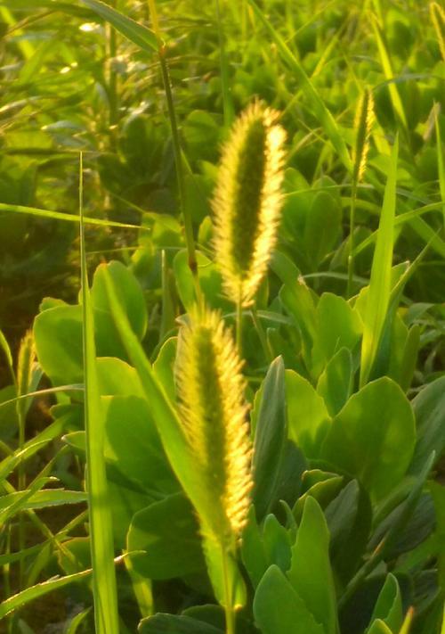狗尾巴草会开花吗？开花时是什么样子的？