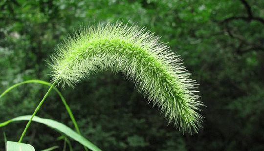 狗尾巴草会开花吗？开花时是什么样子的？