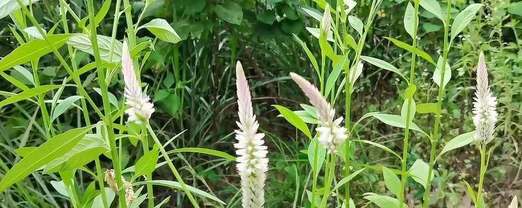 狗尾巴草会开花吗？开花时是什么样子的？