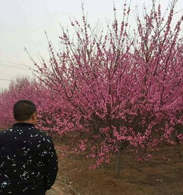 红叶碧桃花语是什么意思？如何正确解读红叶碧桃花的花语？