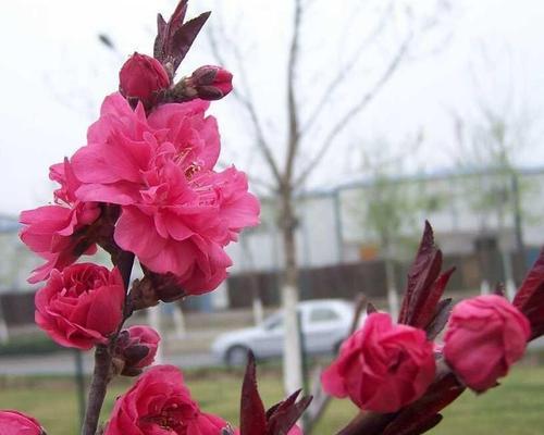 红叶碧桃花语是什么意思？如何正确解读红叶碧桃花的花语？