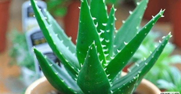 红叶芦荟花语是什么？如何正确解读红叶芦荟的含义？