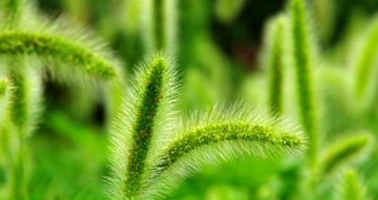 狗尾巴草是什么植物？它的特点和用途有哪些？