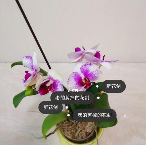 蝴蝶兰花开代表什么？如何正确解读蝴蝶兰的花语？