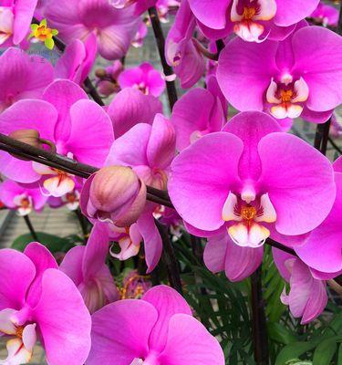 蝴蝶兰花开代表什么？如何正确解读蝴蝶兰的花语？