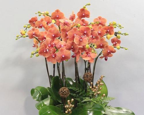 蝴蝶兰花语的含意是什么？如何正确解读蝴蝶兰的花语？