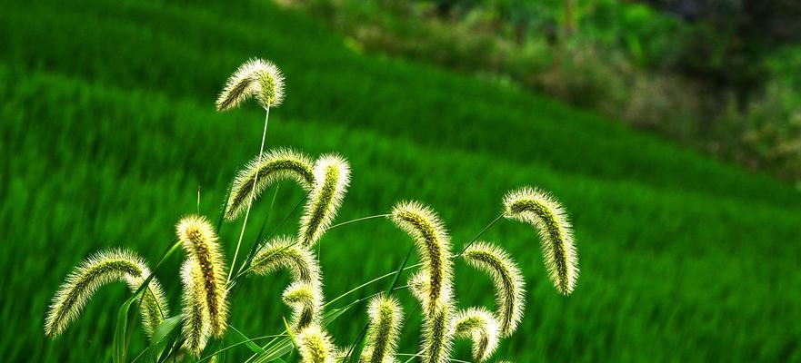 狗尾巴草又叫什么名字？它的别称有哪些？