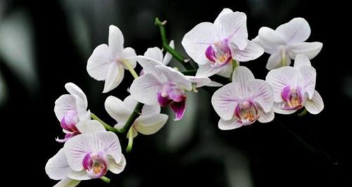 蝴蝶兰花语是什么？如何表达爱意和祝福？