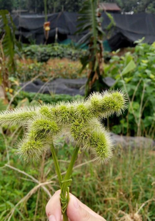 狗尾巴花的花语是什么？了解其象征意义及背后故事？