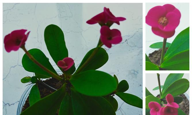 虎刺梅花语是什么？了解其独特含义和象征意义？