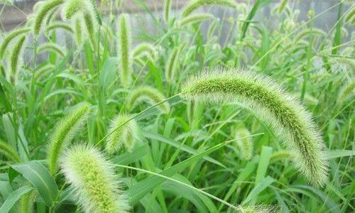 狗尾巴花的花语是什么？了解其象征意义及背后故事？