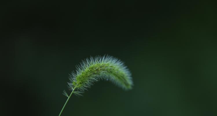 狗尾巴花的花语是什么？了解其象征意义及背后故事？