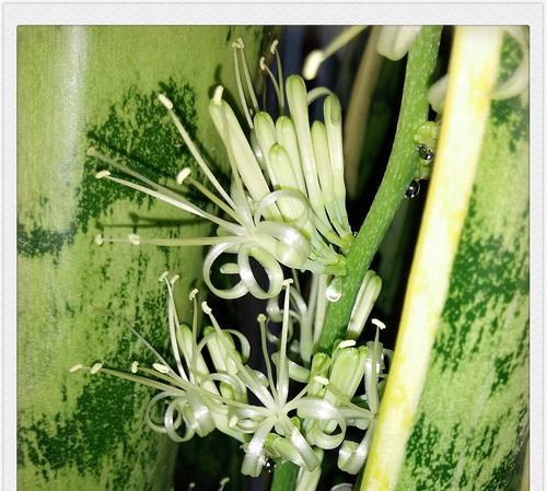 虎皮兰花的花语是什么？如何正确解读虎皮兰花的含义？