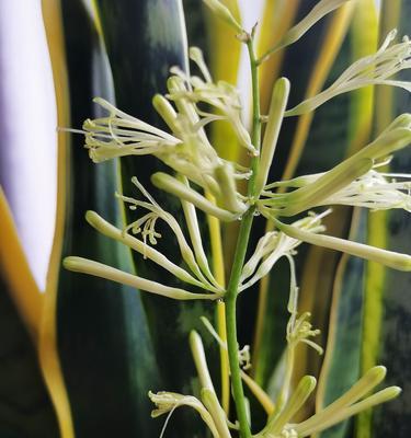 虎皮兰花的花语是什么？如何正确解读虎皮兰花的含义？