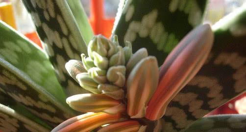 虎皮兰花语是什么？如何正确解读虎皮兰的花语含义？