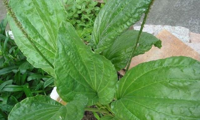 狗尾草属于单子叶植物吗？如何区分单子叶和双子叶植物？