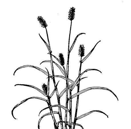狗尾草属于单子叶植物吗？如何区分单子叶和双子叶植物？
