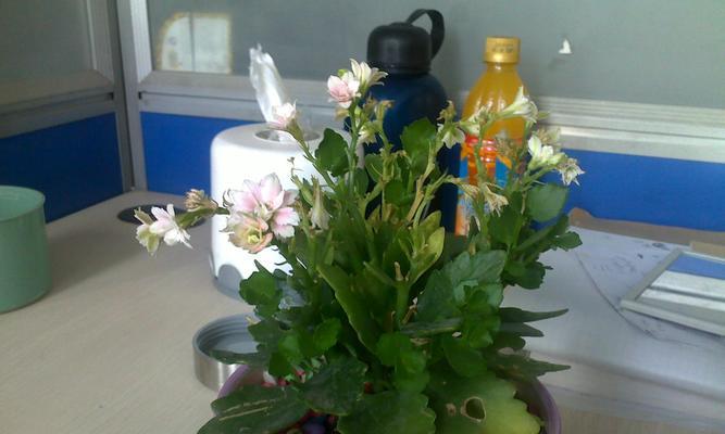 花和名称是什么意思？如何理解各种花卉的象征意义？