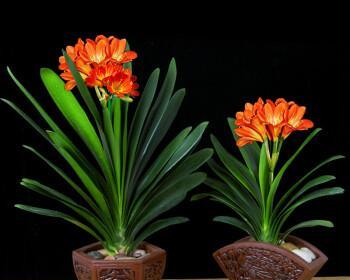 君子兰的寓意是什么？如何养护才能花开富贵？