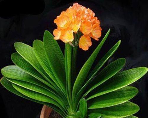 君子兰的寓意是什么？如何养护才能花开富贵？