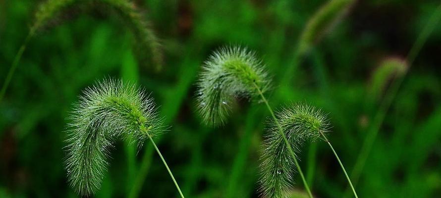 狗尾草是什么植物？它的特点和用途有哪些？