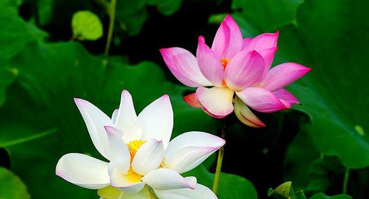 荷花的花语是什么？荷花代表的含义有哪些？